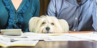 Porez na drzanje pasa u nemackoj